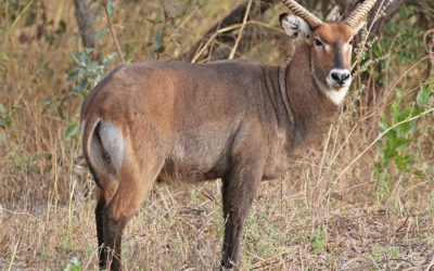 Waterbuck