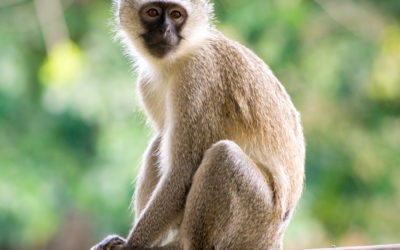 Vervet Monkey