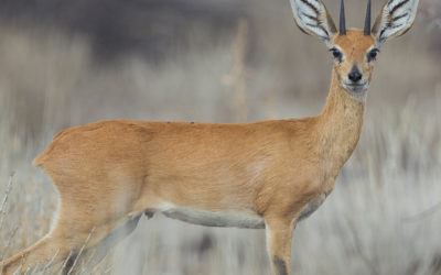 Steenbuck
