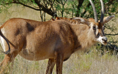 Southern Roan