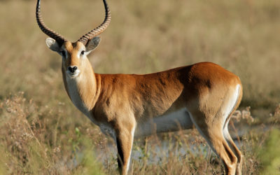 Red Lechwe