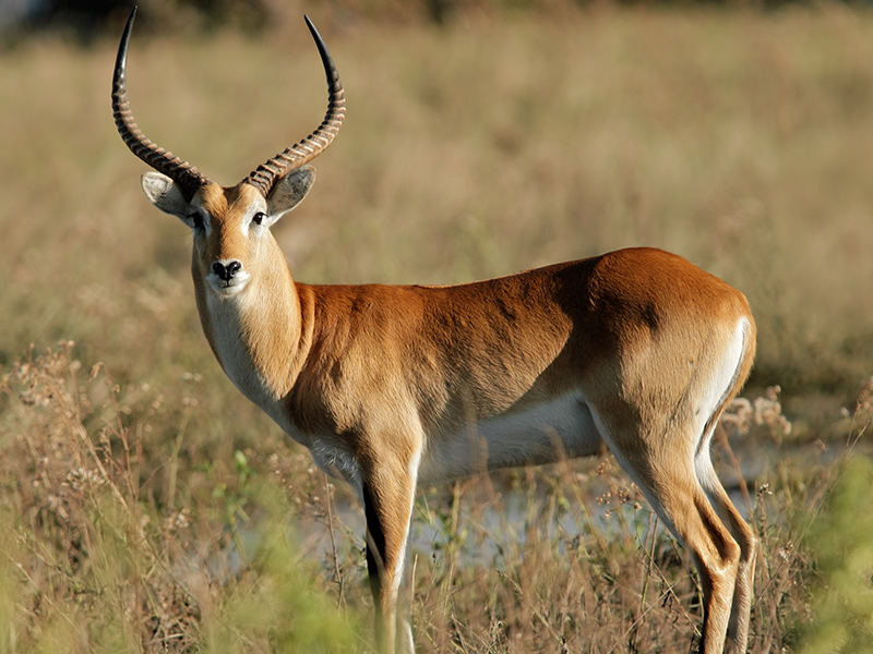 _0008_Red Lechwe