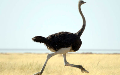 Ostrich