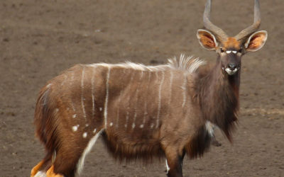 Nyala