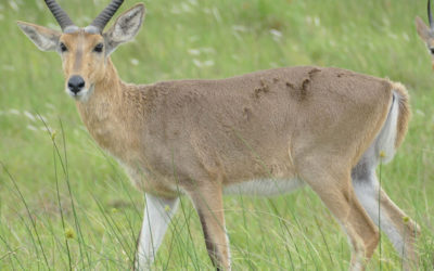 Mountain Reedbuck
