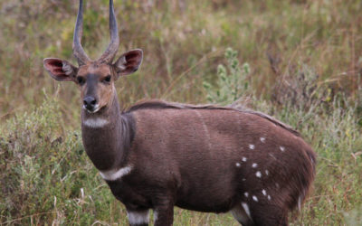 Limpopo Bushbuck