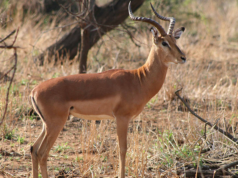 _0014_Impala