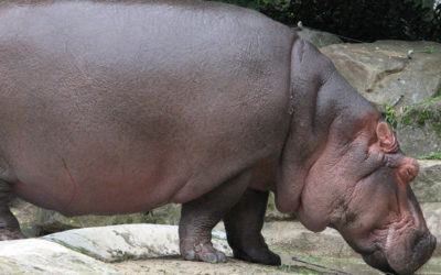 Hippopotamus