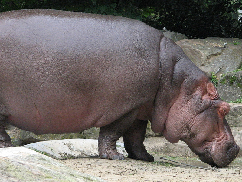 Hippopotamus