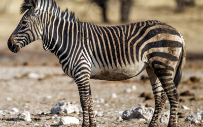 Hartmann’s Zebra