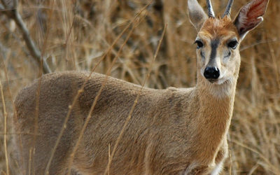 Grey Duiker