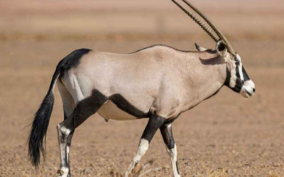 Cape Gemsbuck