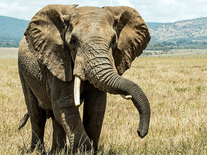 _0019_Elephant