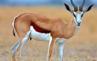 Copper Springbuck