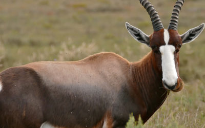 Common Blesbuck