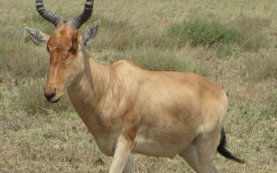 Cape Hartebeest