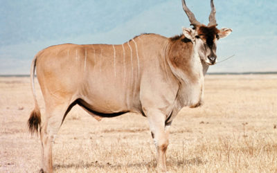 Cape Eland