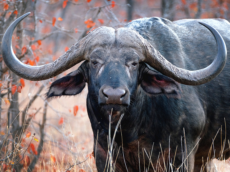 _0028_CapeBuffalo