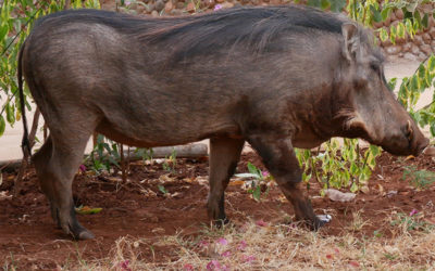 Bush Pig