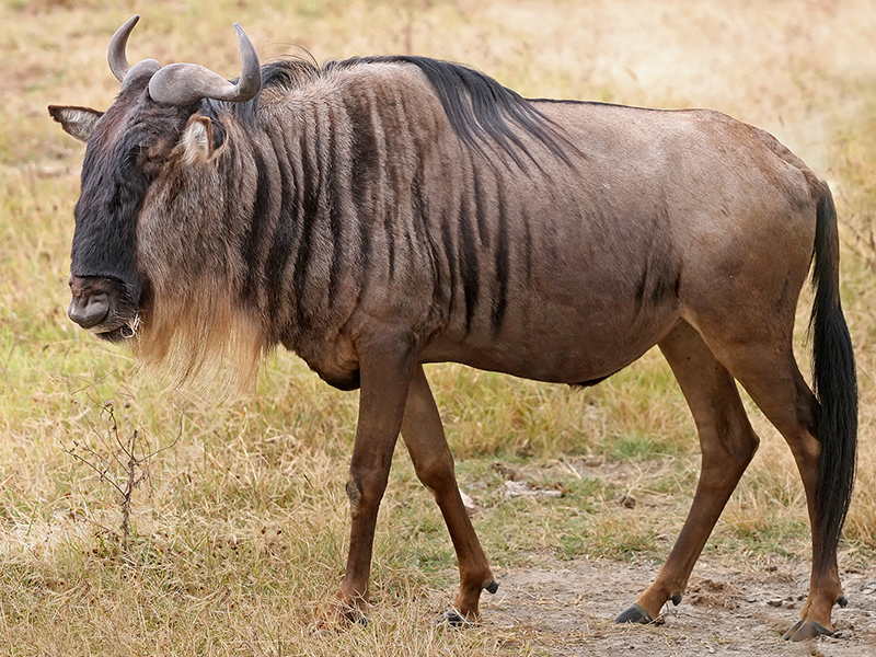 _0031_Blue Wildebeest