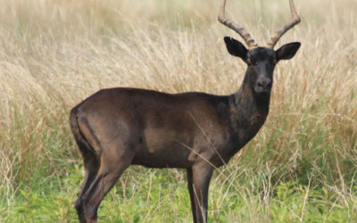 Black Impala