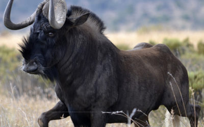Black Wildebeest