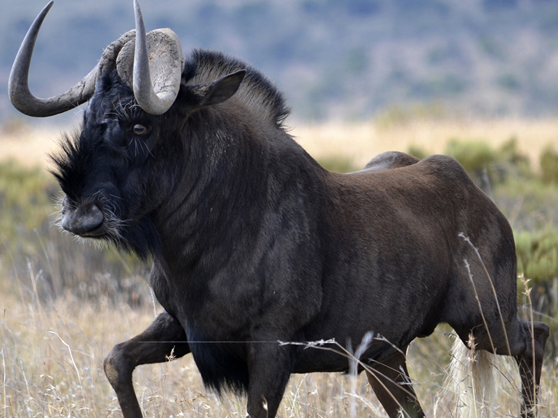 _0033_Black Wildebeest